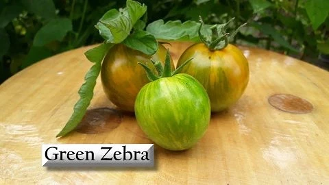 Green Zebra