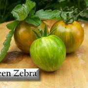 Green Zebra