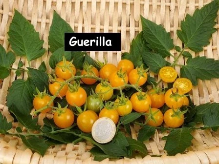 Guerilla, Cocktailtomate