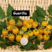 Guerilla, Cocktailtomate