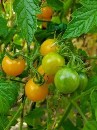 Guerilla, Cocktailtomate