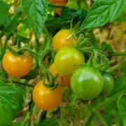 Guerilla, Cocktailtomate