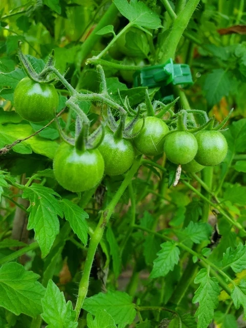 Guerilla (Cocktailtomate)