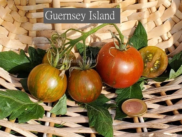 Guernsey Island