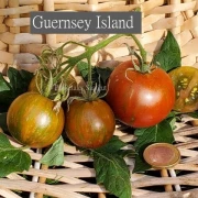 Guernsey Island
