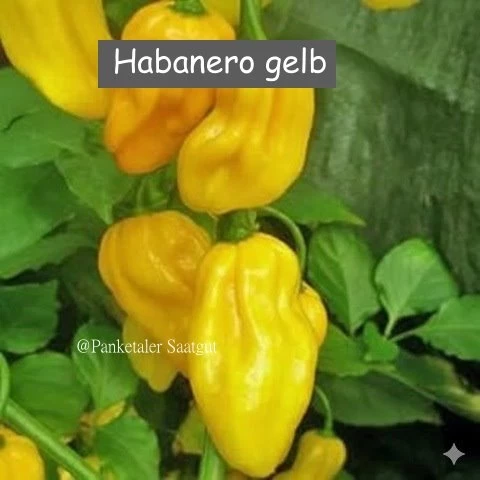 Habanero, Chilli gelb