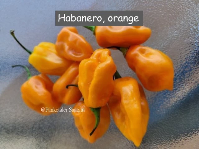 Habanero, orange  (Chili)