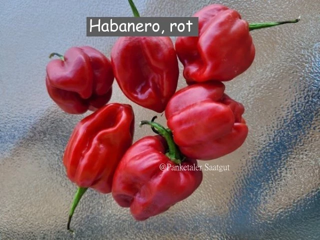 Habanero, rot (Chili)