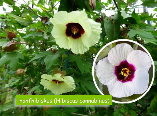 Hanfhibiskus (Hibiscus cannabinus)
