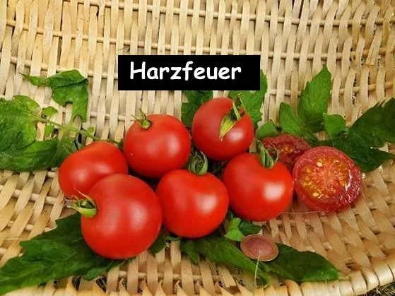 Harzfeuer