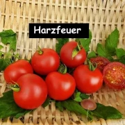 Harzfeuer