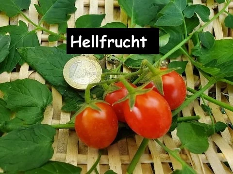 Hellfrucht