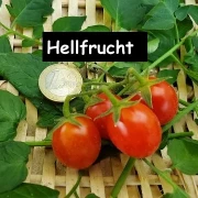 Hellfrucht