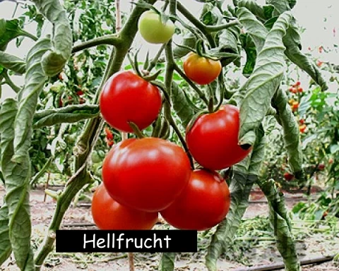 Hellfrucht