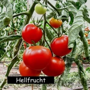 Hellfrucht