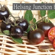 Helsing Junction Blues -  Cocktailtomate