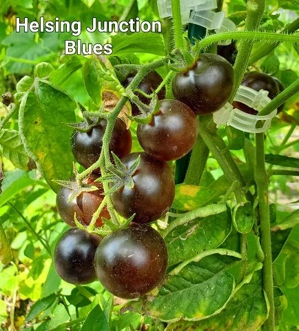 Helsing Junction Blues -  Cocktailtomate