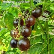 Helsing Junction Blues -  Cocktailtomate