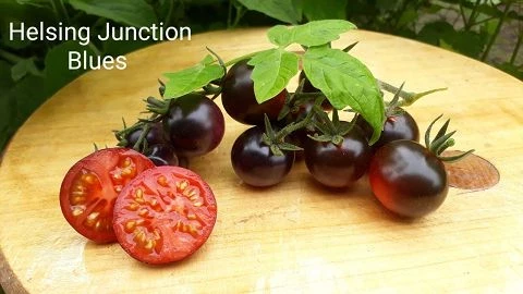 Helsing Junction Blues -  Cocktailtomate