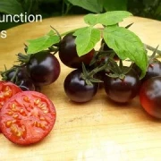 Helsing Junction Blues -  Cocktailtomate