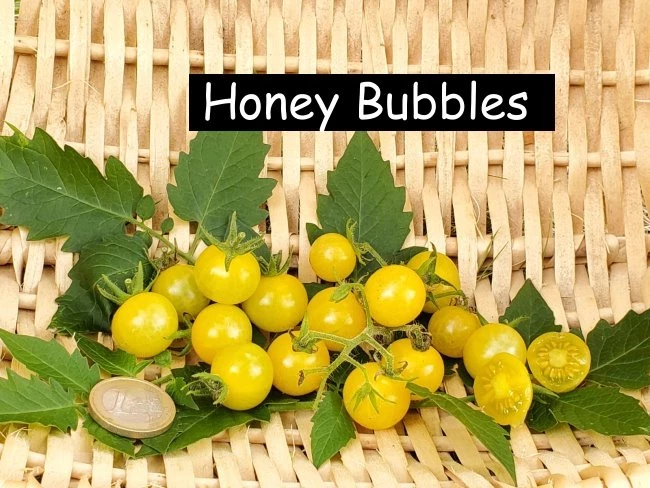 Honey Bubbles
