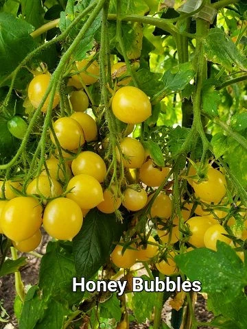 Honey Bubbles