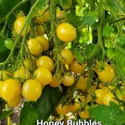 Honey Bubbles