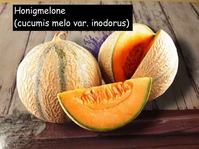 Honigmelone, cucumis melo var. inodorus