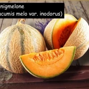 Honigmelone, cucumis melo var. inodorus
