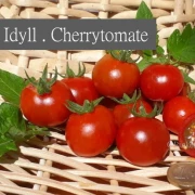 Idyll . Cherrytomate