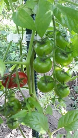 Idyll . Cherrytomate
