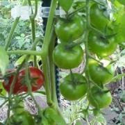 Idyll . Cherrytomate