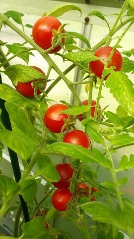 Idyll . Cherrytomate
