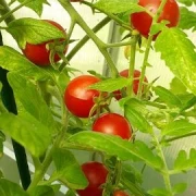 Idyll . Cherrytomate