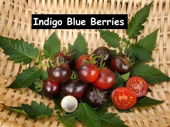 Indigo Blue Berries - Kirschtomate