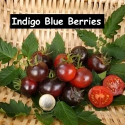 Indigo Blue Berries - Kirschtomate