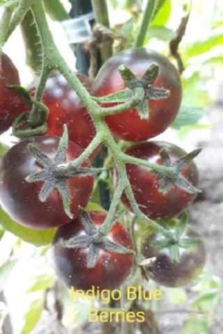 Indigo Blue Berries - Kirschtomate