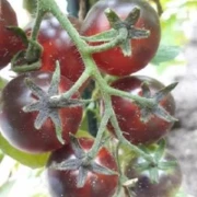 Indigo Blue Berries - Kirschtomate