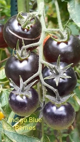 Indigo Blue Berries - Kirschtomate