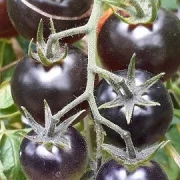 Indigo Blue Berries - Kirschtomate
