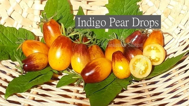 Indigo Pear Drops