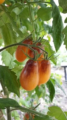 Indigo Pear Drops