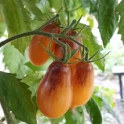 Indigo Pear Drops