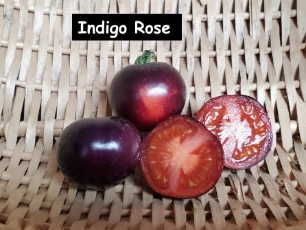 Indigo Rose