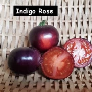 Indigo Rose