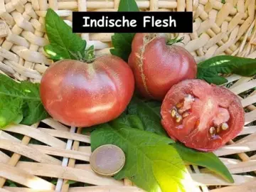 Indische Flesh
