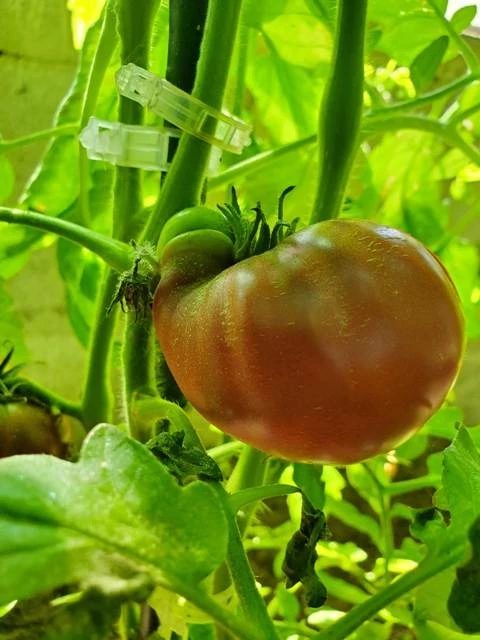 Indische Flesh