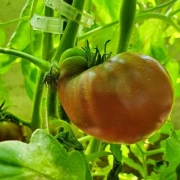 Indische Flesh