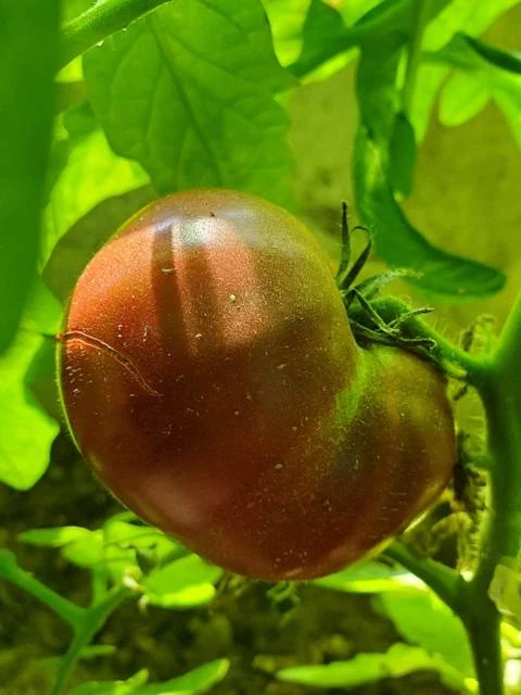 Indische Flesh