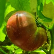 Indische Flesh